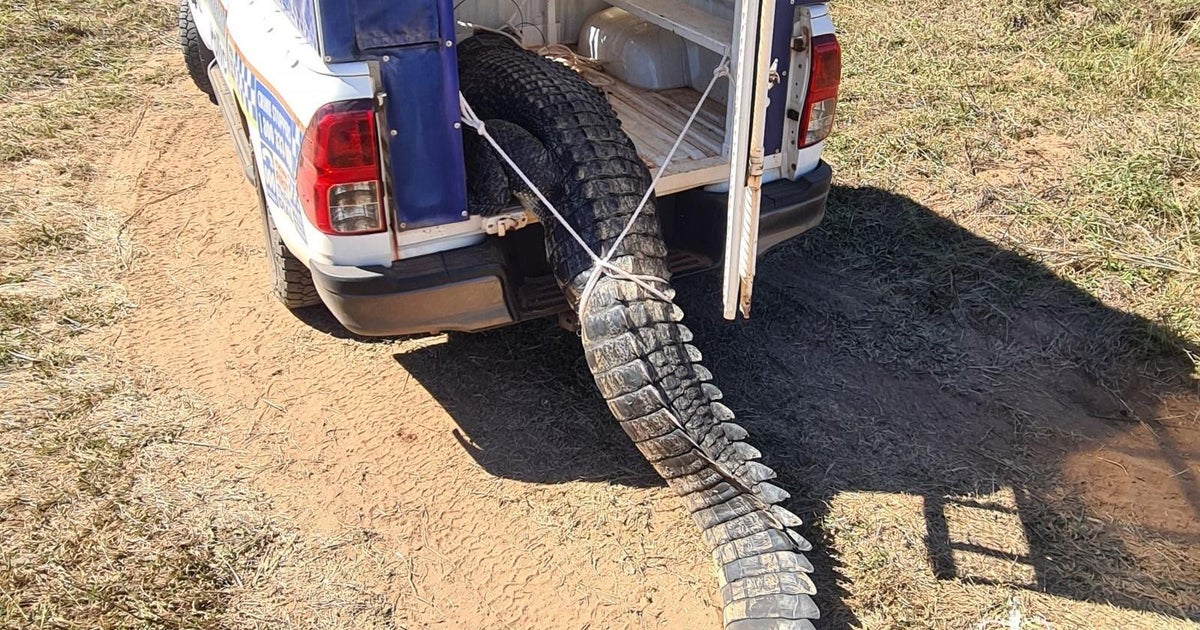 Dogeating crocodile that terrorized Australian town is killed and eaten by residents Never a dull moment CBS News Dogeating crocodile that terrorized Australian town is killed and eaten by residents Never a dull moment CBS News
