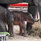 Rare "miracle" elephant twins born in Thailand