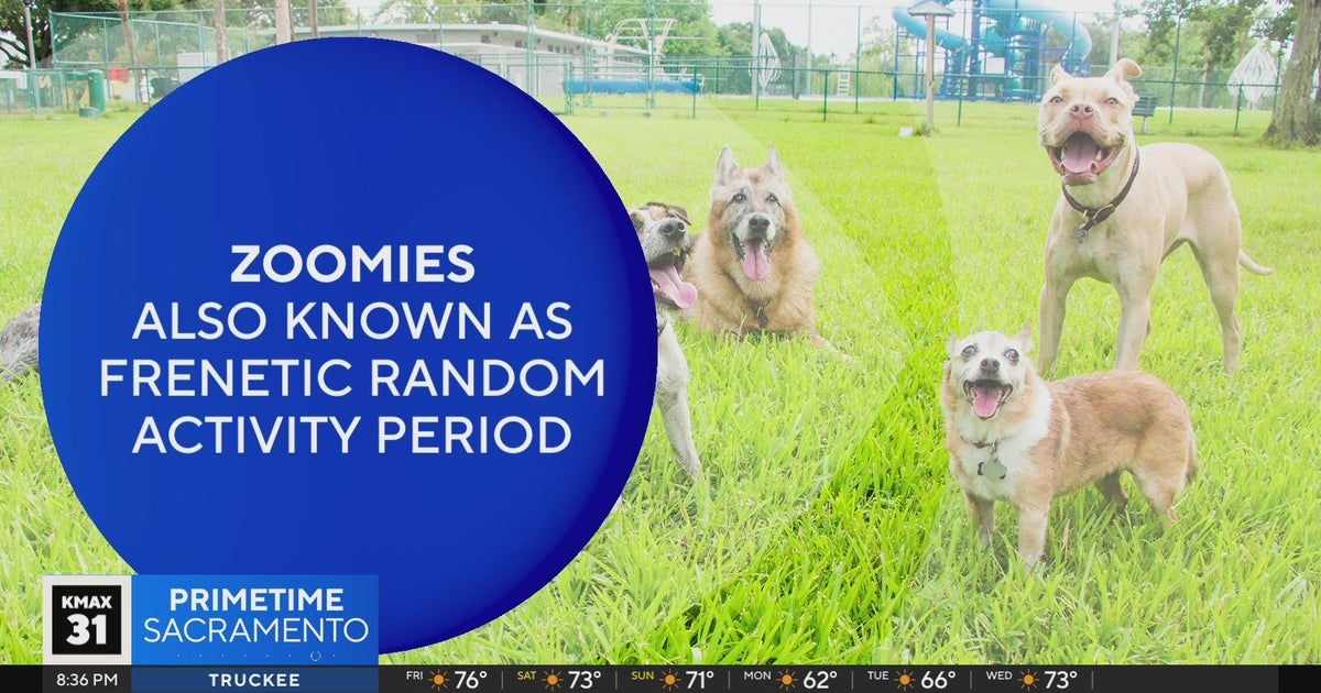 Why do dogs get the zoomies? | The Answer