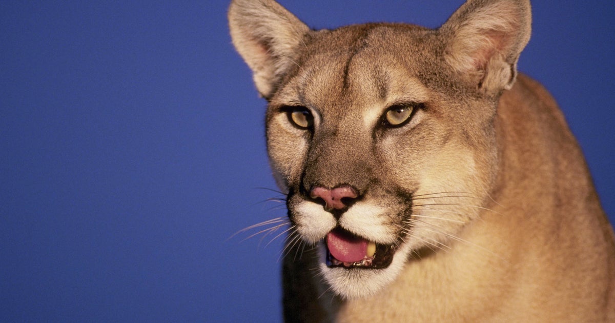 Girl bitten by mountain lion in Malibu, authorities say 