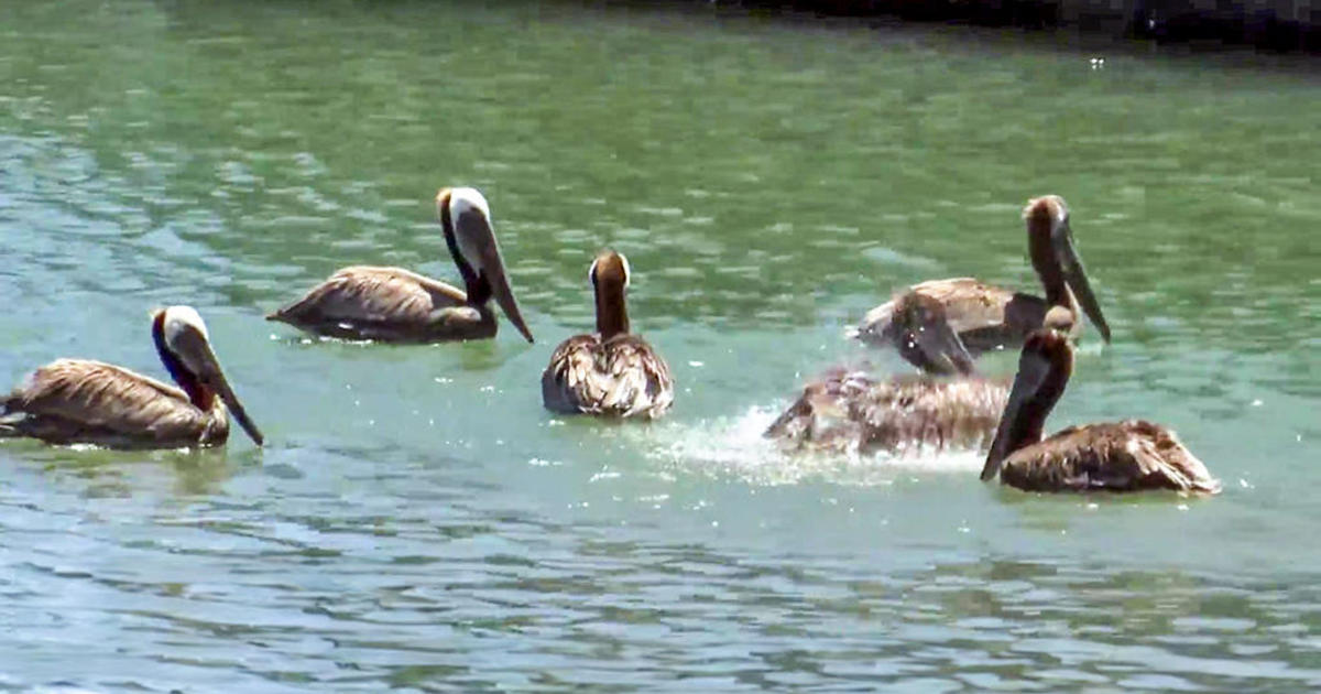 Rehabilitated pelicans released into San Francisco Bay