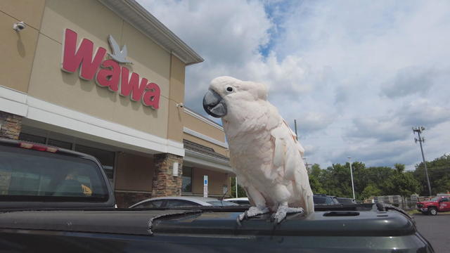 A cockatoo perches on a pickup truck parked at a Wawa in Delaware County 