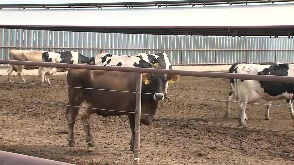 Minnesota state officials take steps to stop spread of bird flu in cows