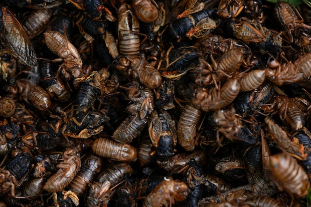 a group of cicadas