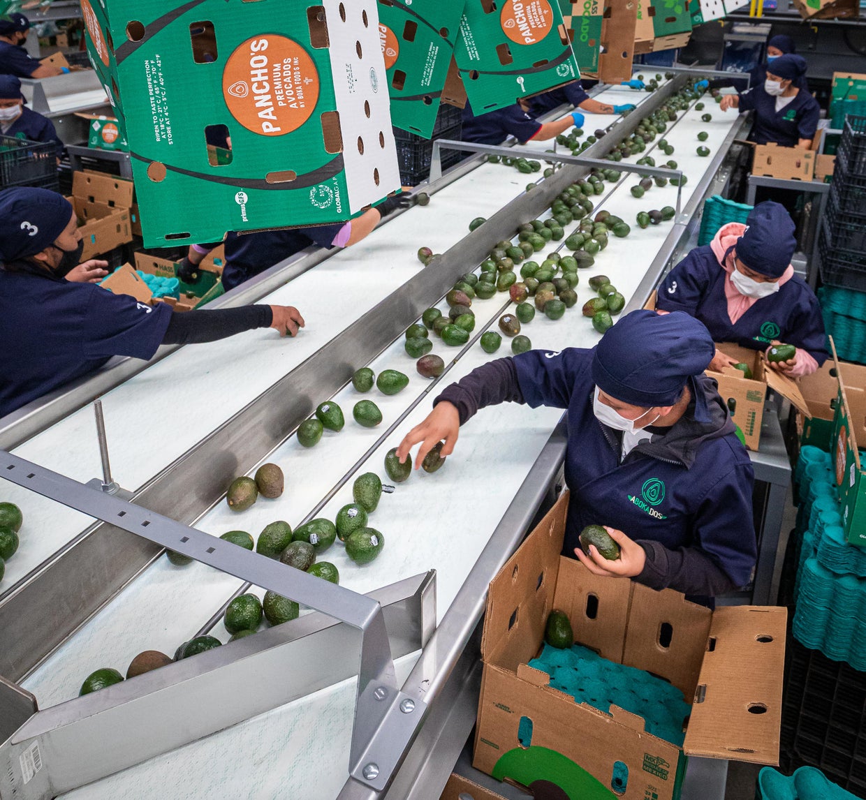 U.S. halts avocado inspections in Mexican state after USDA workers ...