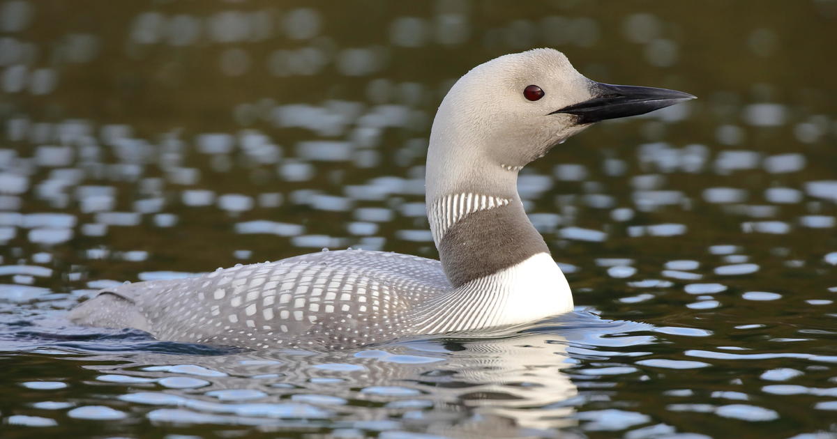Photographer captures rare white loon in Canada