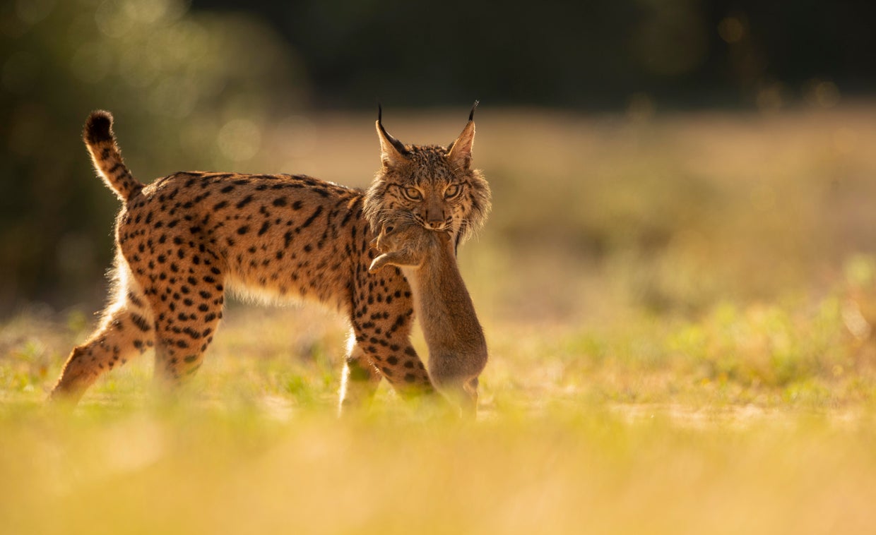Iberian lynx rebounds from brink of extinction, hailed as the 