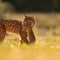 European lynx species rebounds from brink of extinction
