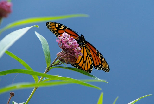 Monarch Butterfly 