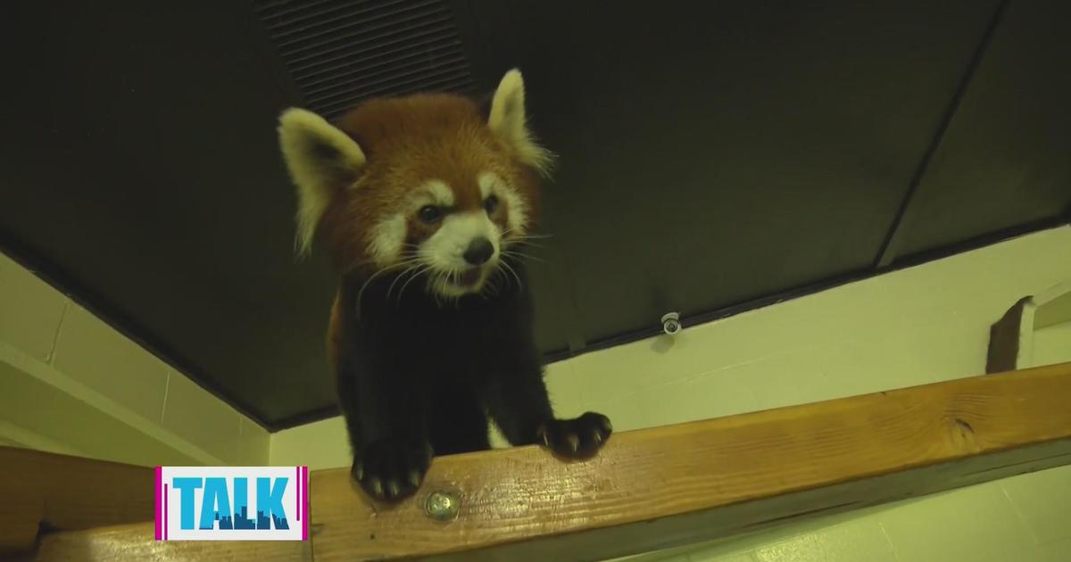 Meeting the Pittsburgh Zoo’s red pandas