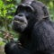 Chimpanzees seek out medicinal plants to treat ailments, study finds