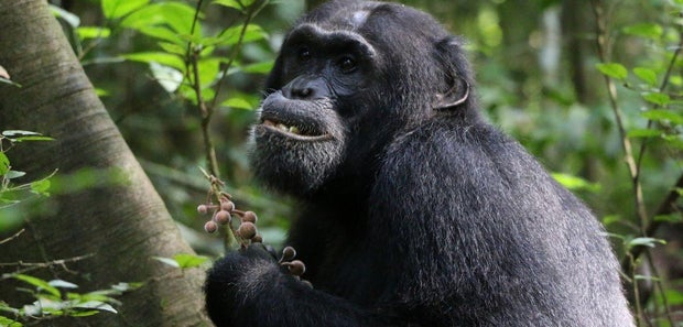 chimpanzé-1.jpg