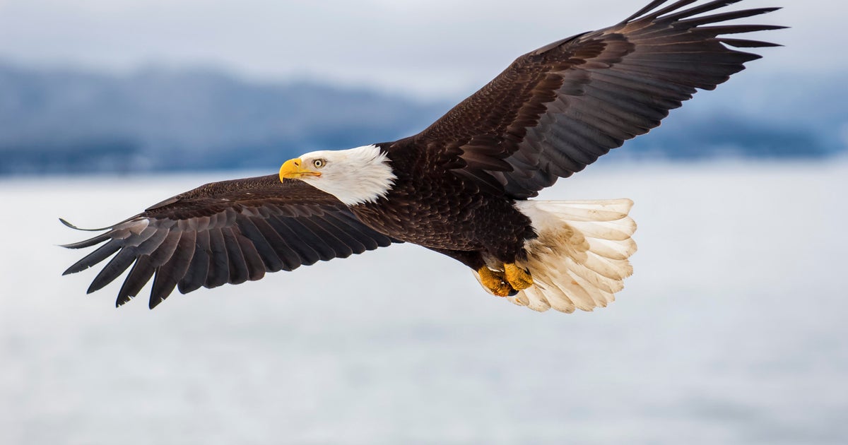 $5,000 reward offered after bald eagle shot and killed in Vermont