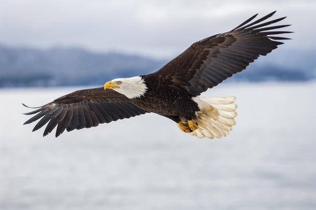 Bald eagle flying over icy waters 