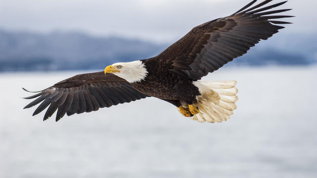 Bald eagle flying over icy waters 