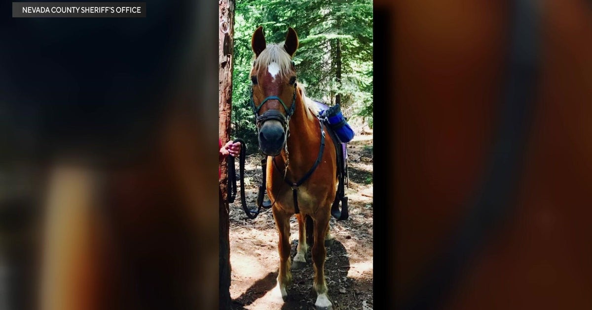 Spooked horse that disappeared in Nevada County found days later