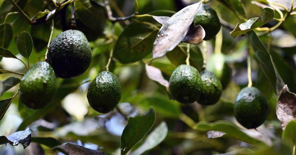 ABD, Meksika eyaletinde şiddet nedeniyle durdurulan avokado denetimlerine yeniden başlayacak