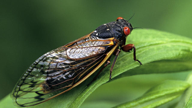 Periodical Cicada, Adult, Magicicada spp. Requires 17 years to complete development. Nymph splits its skin, and transforms into an adult. Feeds on sap of tree roots. Northern Illinois Brood. This brood is the largest emergence of cicadas anywhere 