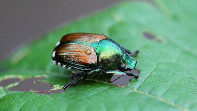 japanese-beetle-credit-usda.jpg 