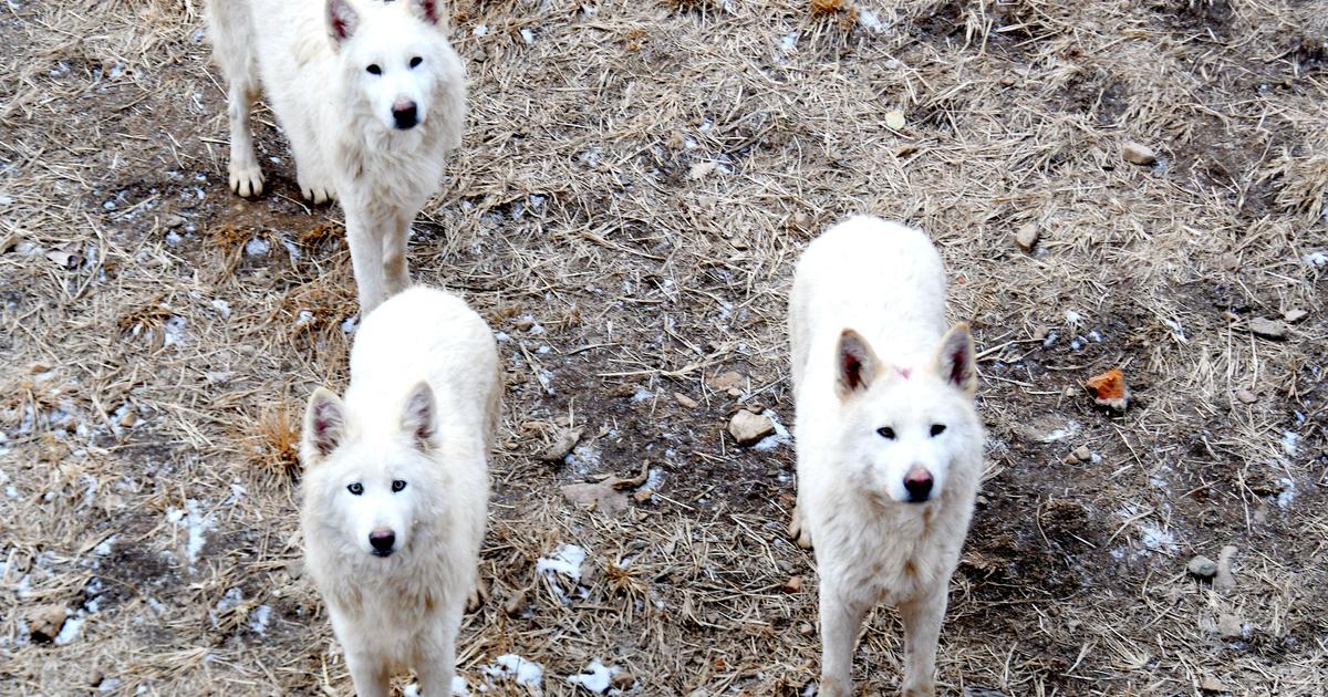 Wölfe greifen eine Frau an, die in einem französischen Zoo joggt, und verletzen sie schwer