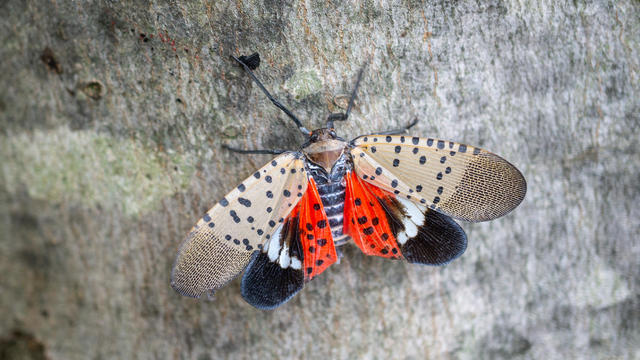Spotted lanternfly on maple tree 