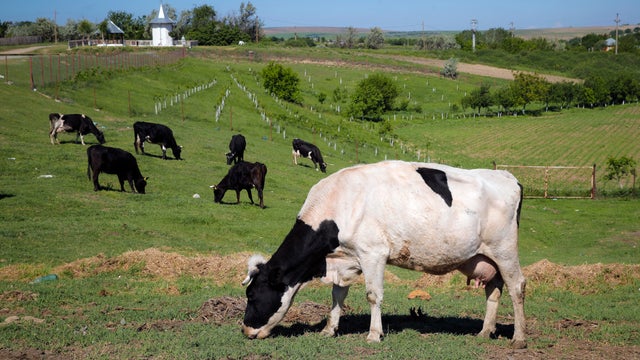 Denmark to target flatulent livestock with tax in bid to fight climate change