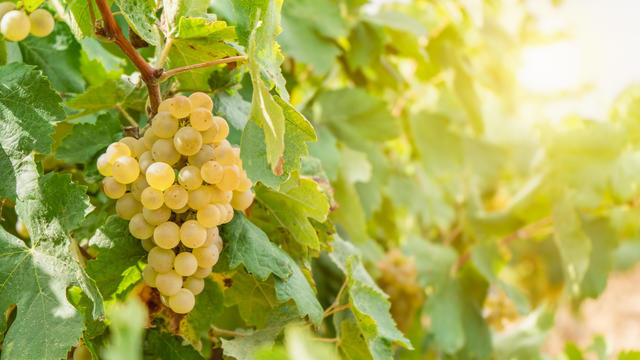 Fresh ripe white grapes growing in the vineyard at sunset 