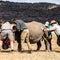 Rhino horns injected with radioactive material in bid to curb poaching