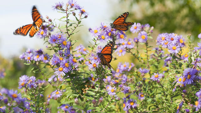 Close-up Monarch butterflies resting on flowers 