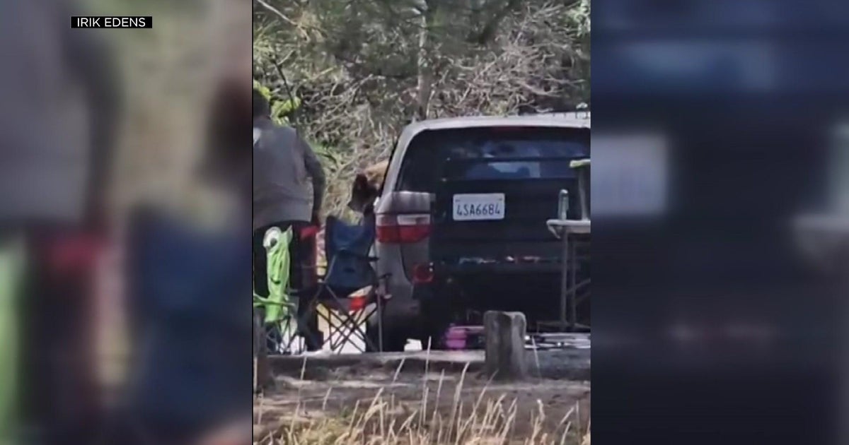 Bear breaks into minivan while Folsom couple celebrates anniversary with camping trip