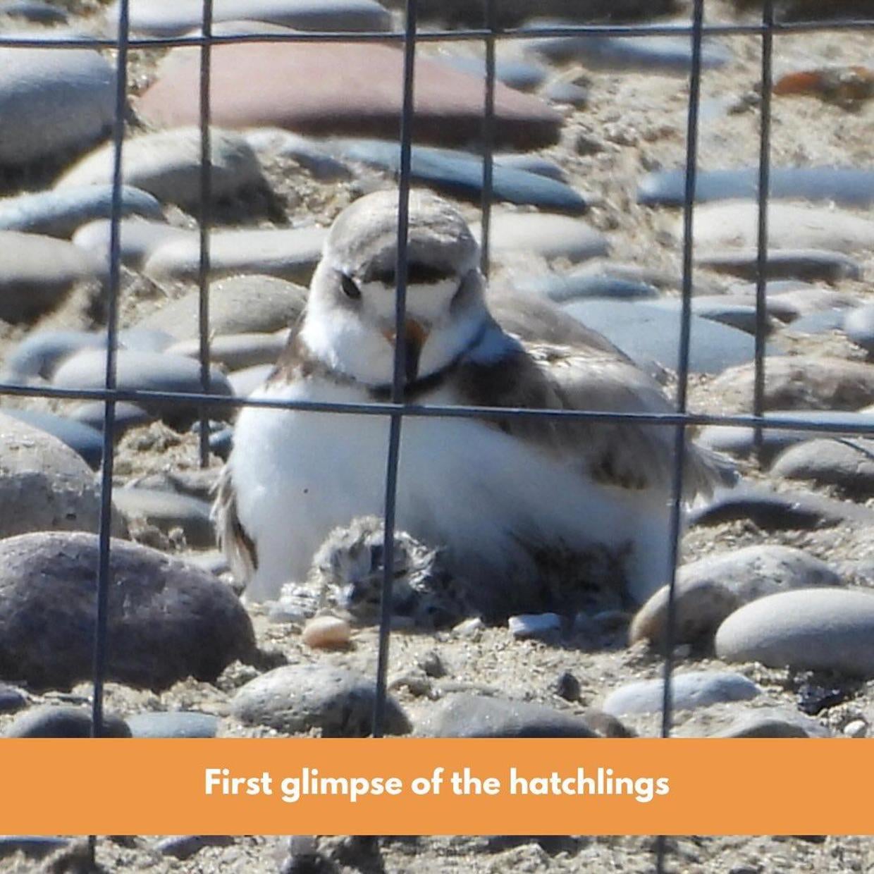 Piping plover eggs hatch on Chicago-area beach sparking 