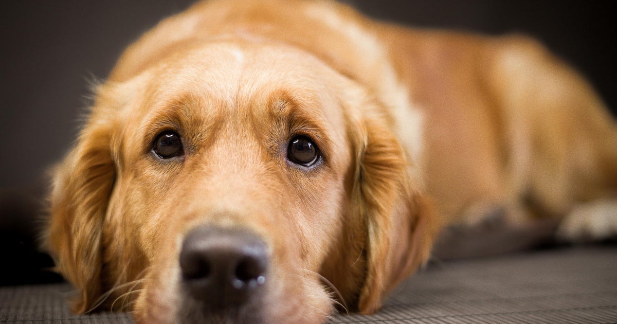 Attention, Miami-Dade dog owners! Animal services warns of citation collection scam Attention, Miami-Dade dog owners! Animal services warns of citation collection scam