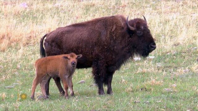 nature-bison-1920.jpg 