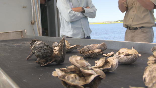 A few discarded oyster shells are shown, new oysters are growing on each of them 