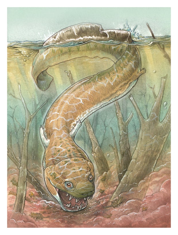Life reconstruction of Gaiasia jennyae, a large salamander-like animal that lived about 280 million years ago in what is now Namibia