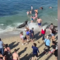 Sea lion with pups nearby charges toward people on San Diego beach