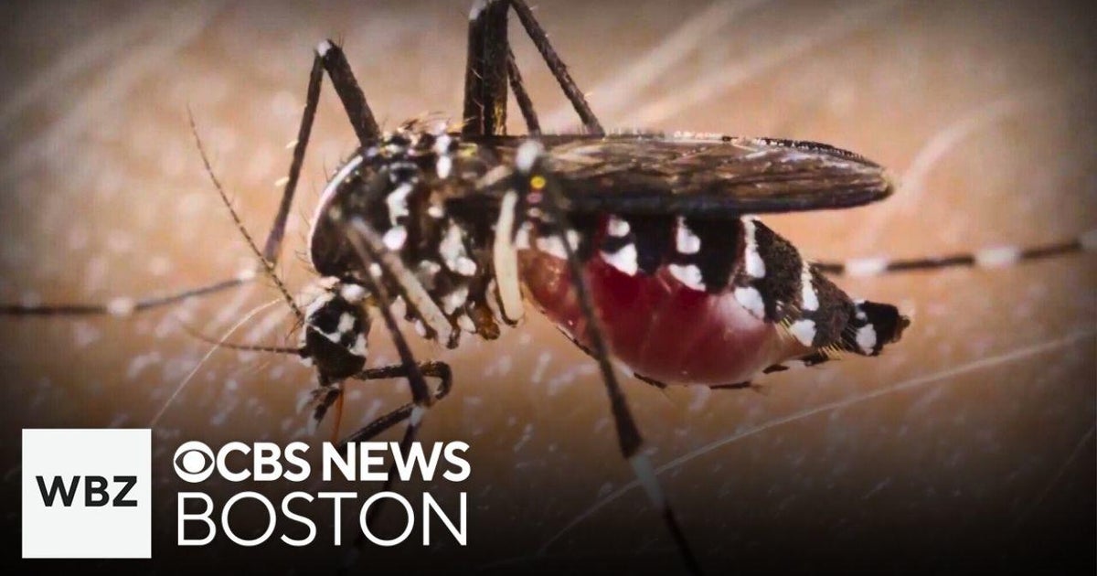 Triple E virus from mosquitos found in Massachusetts town and more top ...