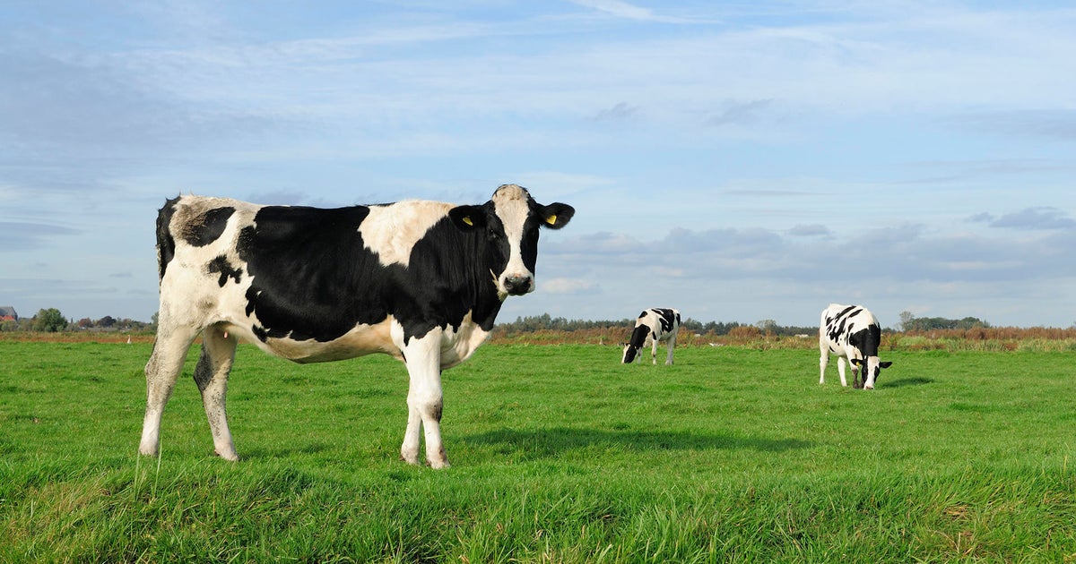 Cows infected by lethal bird flu strain never before seen in the animal showing respiratory symptoms, Nevada says Cows infected by lethal bird flu strain never before seen in the animal showing respiratory symptoms, Nevada says
