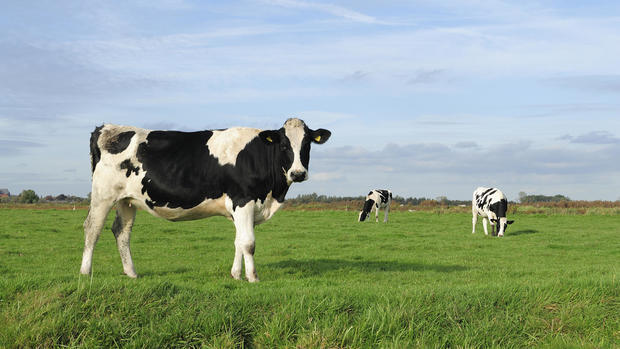 An image of three cows in a meadow 