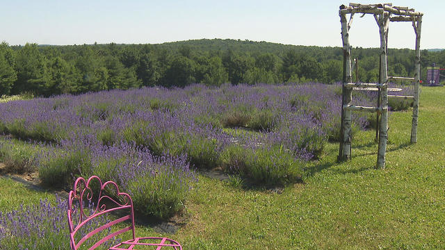 xdraw-ihh-lavender-1-new-12-frame-0.jpg 