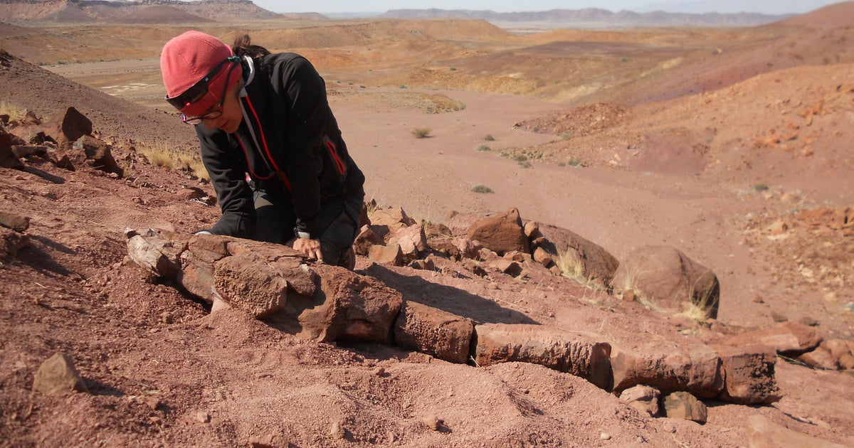 Giant salamanderlike predator with fangs existed 40 million years before dinosaurs research reveals CBS News Giant salamanderlike predator with fangs existed 40 million years before dinosaurs research reveals CBS News
