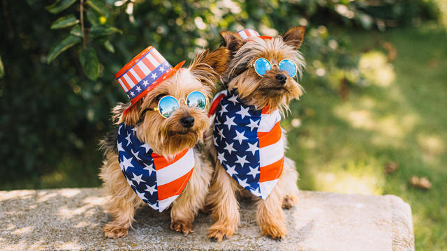 Patriotic Yorkshire and Chorkie Dogs 