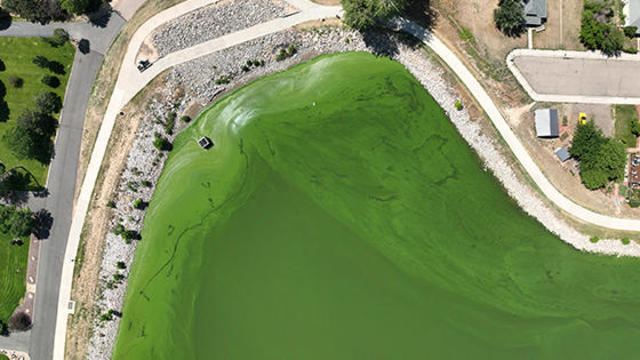 windsor-lake-algae.jpg 