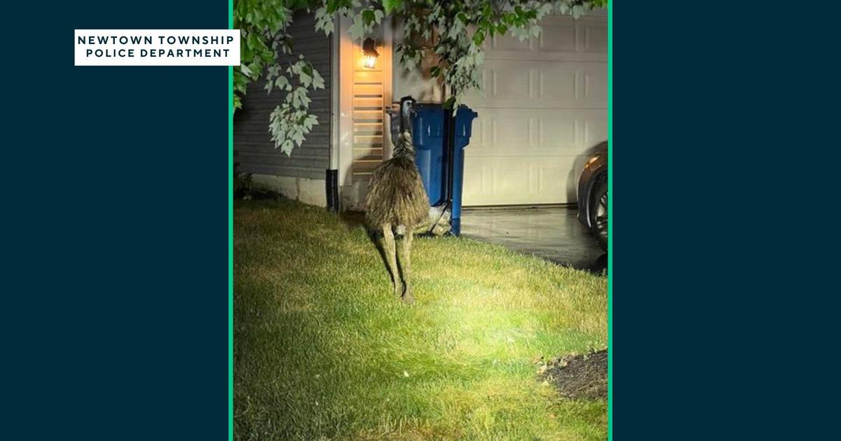 Owner Wanted for Emu Found Roaming in Newtown Township Neighborhood