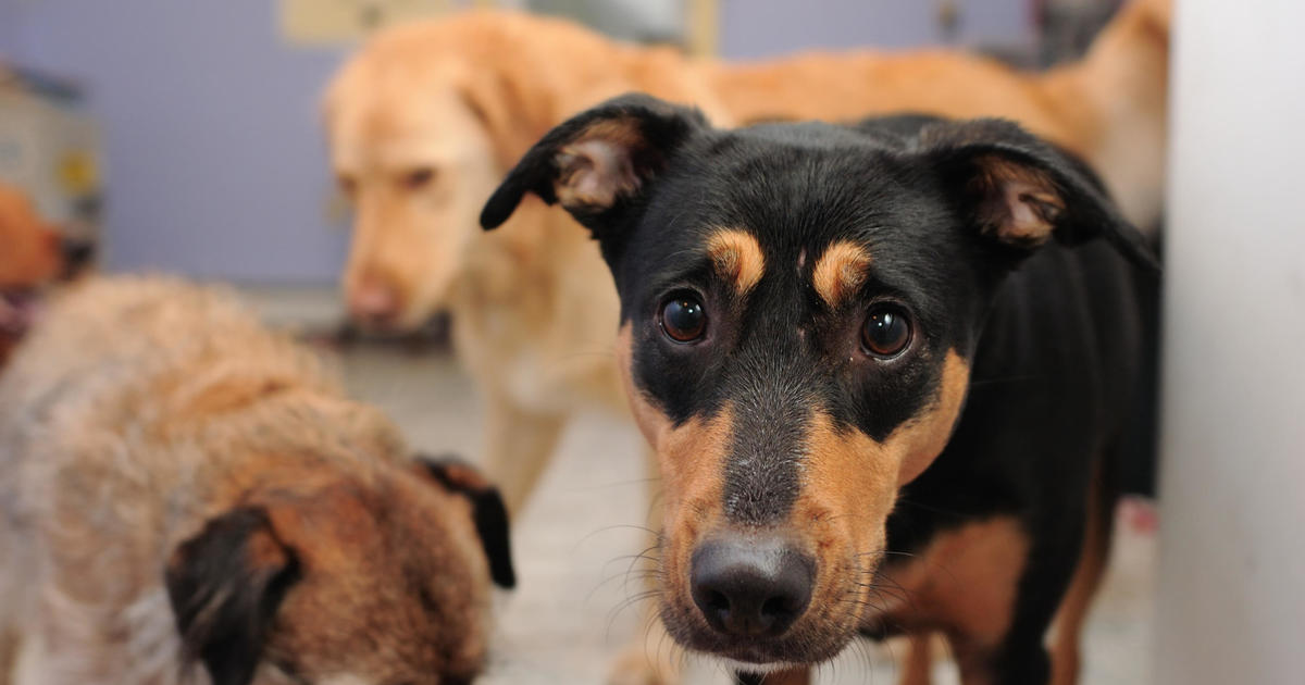 South Florida animal shelters no longer want you to bring them stray pets. Here's why.