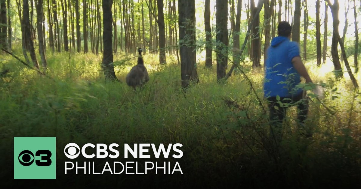 Runaway emu captured and returned to Bucks County farm - CBS Philadelphia