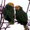 Endangered parrots trade the tropics for Los Angeles' asphalt jungles