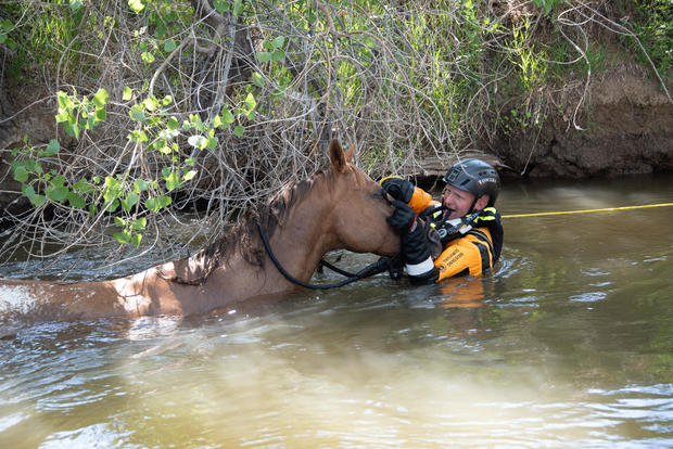 blind-horse-falls-into-canal-10-poudre-fire-authority-tweet-jpeg.jpg 