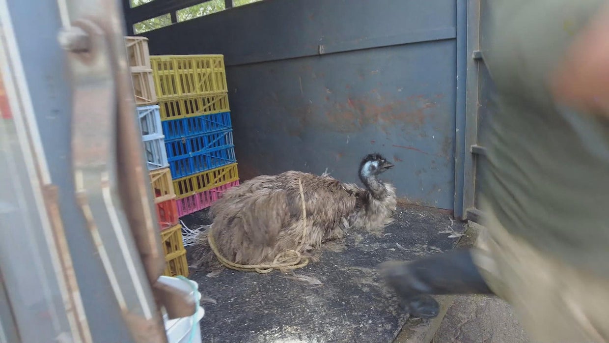Runaway emu, spooked by 4th of July fireworks, returned home after ...