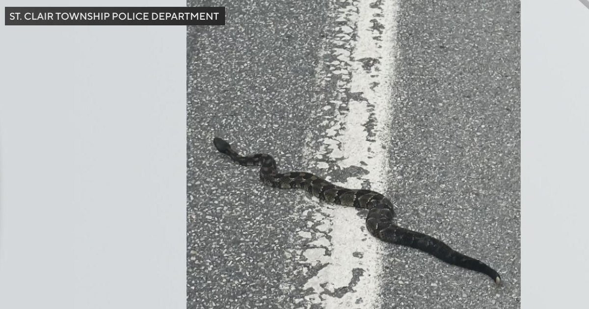 Avoiding encounters with rattlesnakes slithering close to home - CBS ...